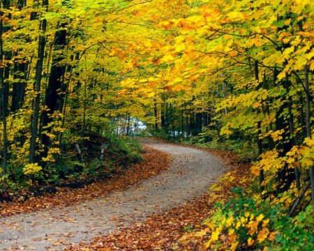 Красота лесных пейзажей