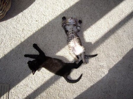 Котофеичи,котейко и котэ