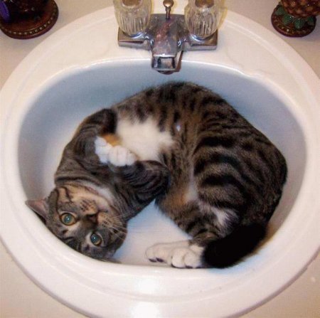 Котофеичи,котейко и котэ