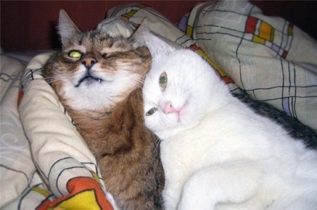 Котофеичи,котейко и котэ