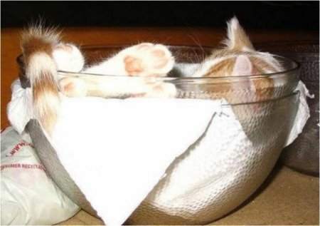 Котофеичи,котейко и котэ