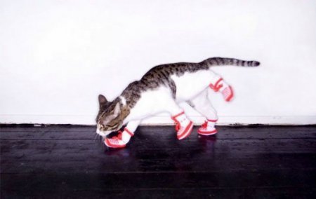Котофеичи,котейко и котэ