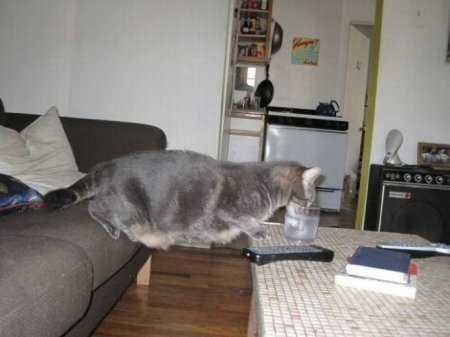 Котофеичи,котейко и котэ