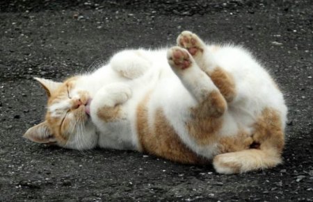 Котофеичи,котейко и котэ