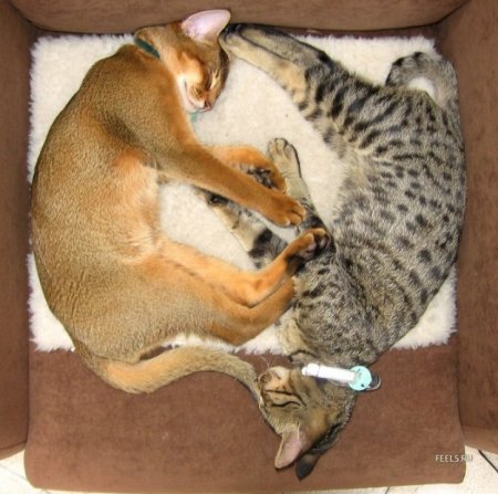 Котофеичи,котейко и котэ