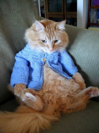 Котофеичи,котейко и котэ