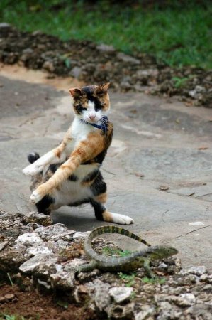 Котофеичи,котейко и котэ