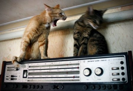 Котофеичи,котейко и котэ