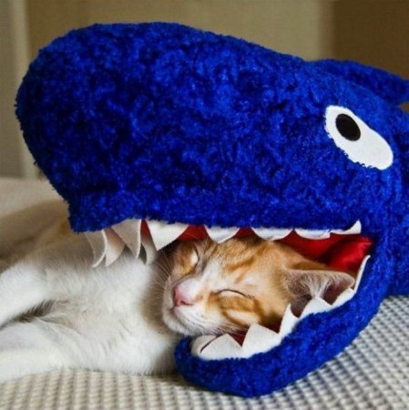 Котофеичи,котейко и котэ