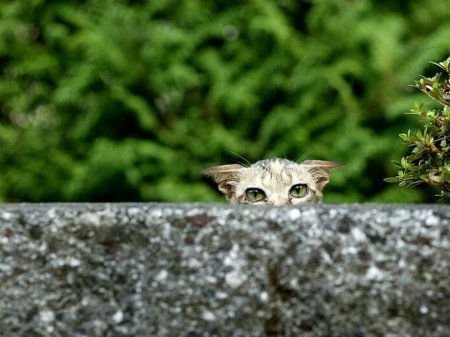 Котофеичи,котейко и котэ