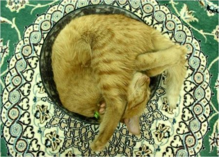 Котофеичи,котейко и котэ