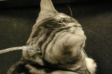 Котофеичи,котейко и котэ