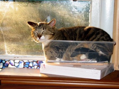 Котофеичи,котейко и котэ