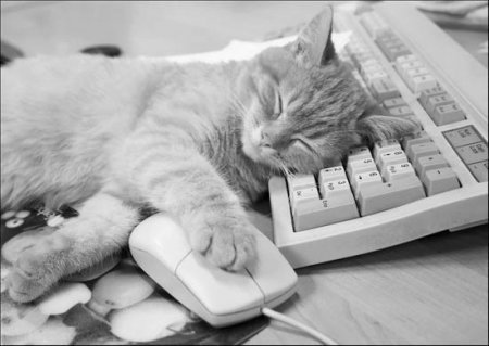 Котофеичи,котейко и котэ