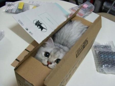 Котофеичи,котейко и котэ