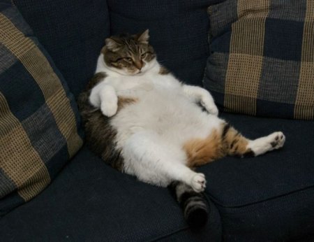 Котофеичи,котейко и котэ