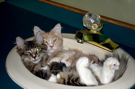 Котофеичи,котейко и котэ