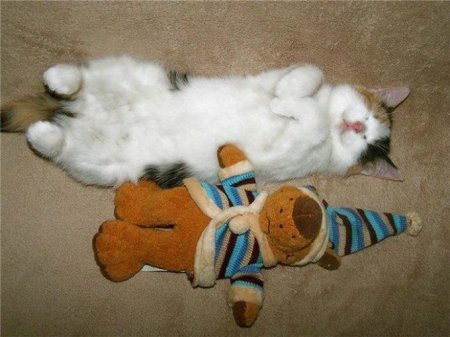 Котофеичи,котейко и котэ