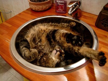 Котофеичи,котейко и котэ