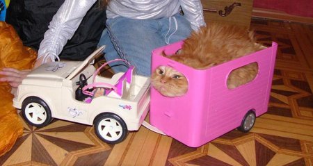 Котофеичи,котейко и котэ