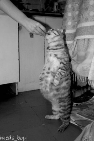 Котофеичи,котейко и котэ