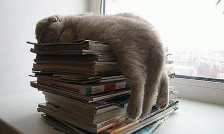 Котофеичи,котейко и котэ