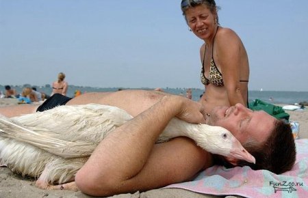 Гуськи - га га га (прикольные фотки)