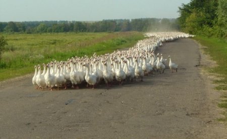 Гуськи - га га га (прикольные фотки)