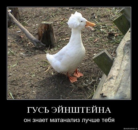 Гуськи - га га га (прикольные фотки)