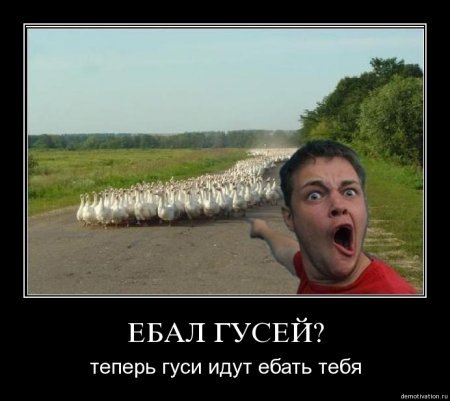Гуськи - га га га (прикольные фотки)