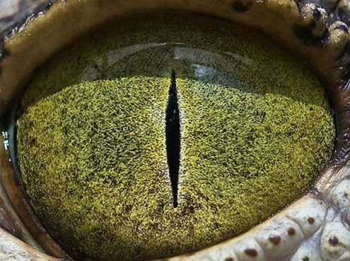 Фотограф Сурен Манвелян запечатлел на пленку глаза животных