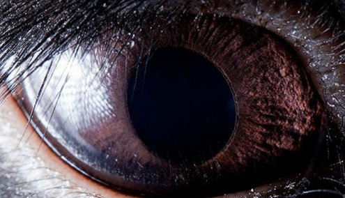 Фотограф Сурен Манвелян запечатлел на пленку глаза животных