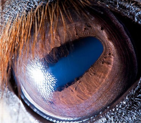 Фотограф Сурен Манвелян запечатлел на пленку глаза животных