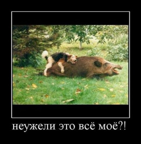 Разные демотиваторы