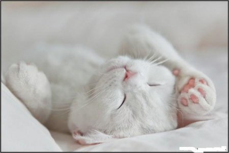 Пушистые котятки нежные фото