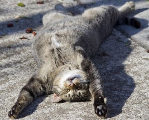 Котофаны любят поспать.