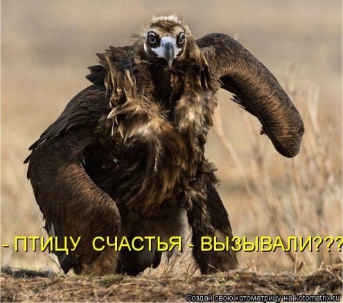 самые ржачно-смешные котоматрицы