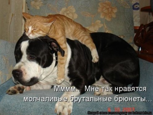 самые ржачно-смешные котоматрицы