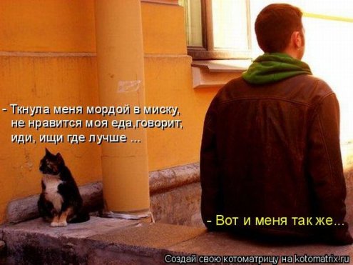 самые ржачно-смешные котоматрицы