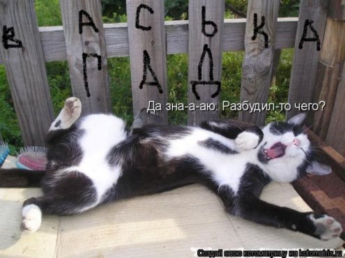 самые ржачно-смешные котоматрицы