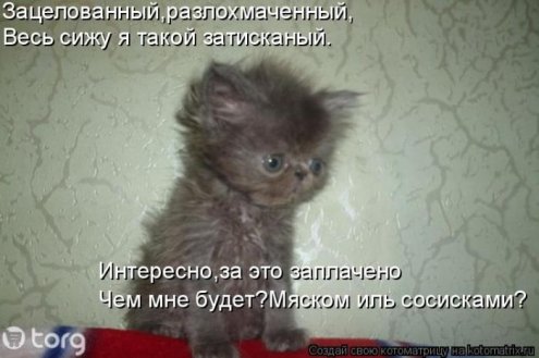 самые ржачно-смешные котоматрицы