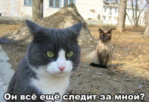 Смотреть прикольные картинки хочется всегда Смотреть прикольные картинки хочется всегда