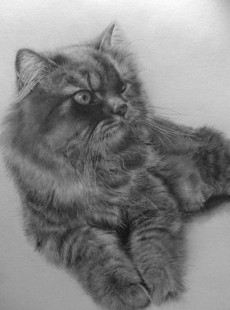 Нарисованные котики простым карандашом.