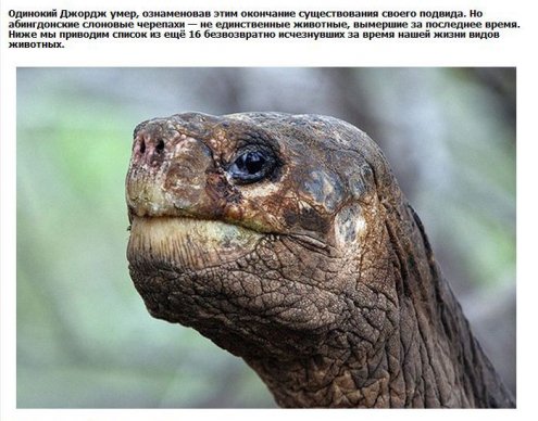 Уникальные виды животных из красной книги, которые вымерли за несколько десятилетий.