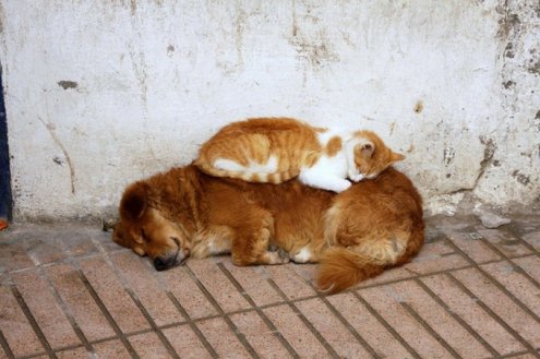 Зверюшки которые любят поспать.