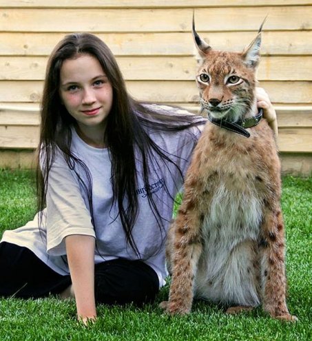 Домашний питомец курильский кот-бобтейл.