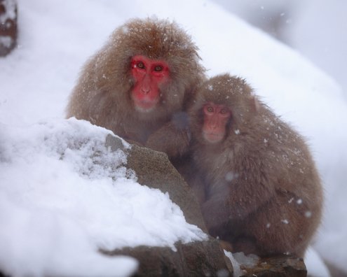 Снежные обезьяны - Японская макака (Macaca fuscata).