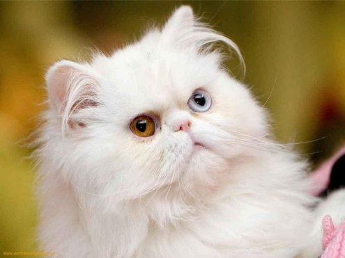 Котики с разноцветными глазами.