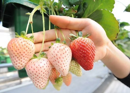 Pineberry или ананас клубника - гибрид двух сортов клубники. Pineberry или ананас клубника - гибрид двух сортов клубники.