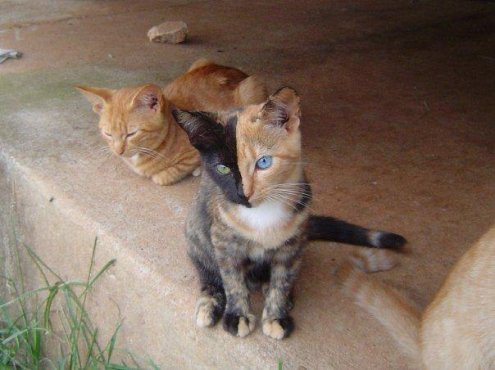 Двуликая кошка Венера Двуликая кошка Венера